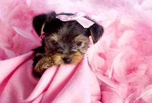 Adorable Teacup Yorkie Puppy Wallpaper
