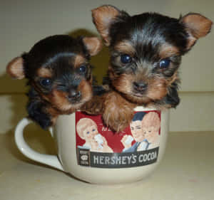 Adorable Teacup Yorkie Puppy Wallpaper