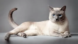 Adorable Thai Blue Cat Relaxing Wallpaper