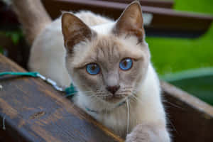 Adorable Thai Lilac Cat Relaxing At Home Wallpaper