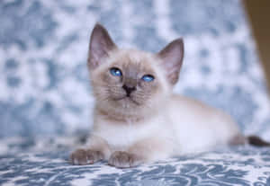 Adorable Thai Lilac Cat Relaxing At Home Wallpaper