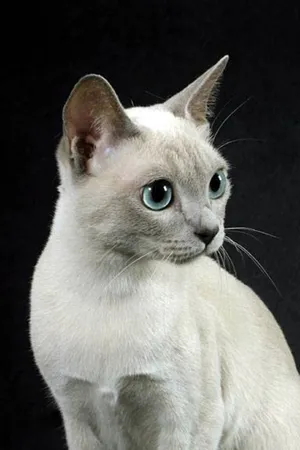 Adorable Tonkinese Cat Lounging In Sunny Spot Wallpaper