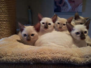 Adorable Tonkinese Cat Relaxing On A Couch Wallpaper
