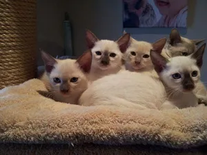 Adorable Tonkinese Cat Relaxing On A Couch Wallpaper