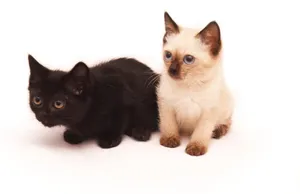 Adorable Toybob Cat Enjoying A Cozy Time Indoors Wallpaper