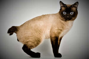 Adorable Toybob Cat Lying On A Fuzzy Blanket Wallpaper