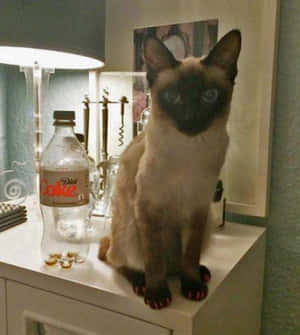 Adorable Toybob Cat Posing On A Flower Meadow Wallpaper