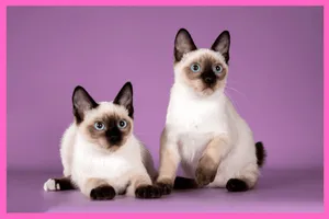 Adorable Toybob Cat Resting On A Soft Cushion Wallpaper