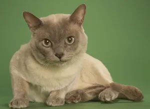 Adorable Trio Of Tonkinese Cats Wallpaper