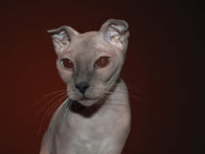 Adorable Ukrainian Levkoy Cat Posing For A Picture Wallpaper