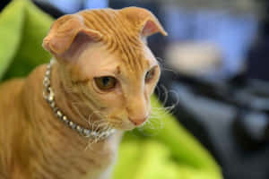 Adorable Ukrainian Levkoy Cat Relaxing At Home Wallpaper