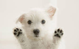 Adorable White Puppy Paws Up Wallpaper