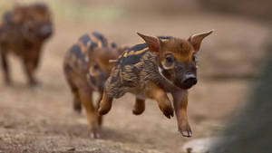 Adorable Wild Boar Piglets Wallpaper