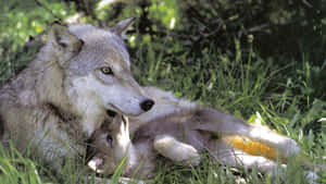 Adorable Wolf Pup Exploring Nature Wallpaper