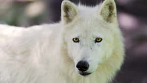 Adorable Wolf Pup Exploring The Wilderness Wallpaper