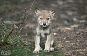 Adorable Wolf Pup Exploring The Wilderness Wallpaper