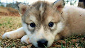 Adorable Wolf Pup In The Wild Wallpaper