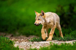 Adorable Wolf Pup In The Wild Wallpaper