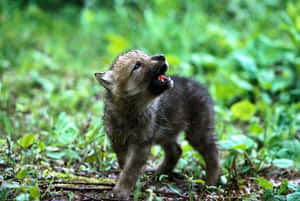 Adorable Wolf Pup Posing In The Wild Wallpaper
