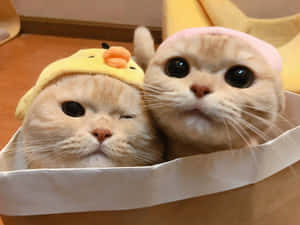 Adorable Yellow Fur Cat Pair Pfp Wallpaper