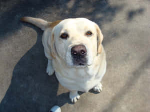 Adorable Yellow Labrador Enjoying Nature Wallpaper