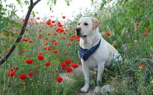 Adorable Yellow Labrador Enjoying Nature Wallpaper