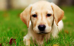 Adorable Yellow Labrador Enjoying The Beautiful Outdoors Wallpaper