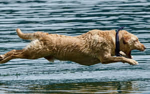 Adorable Yellow Labrador Retriever Relaxing In Nature Wallpaper