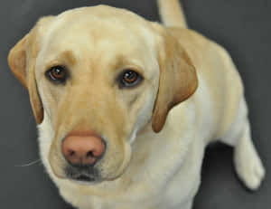 Adorable Yellow Labrador Sitting In A Grassy Field Wallpaper