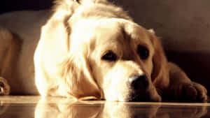 Adorable Yellow Labrador Sitting On A Green Field Wallpaper