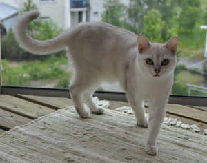 Adult Burmilla Cat Lounging On A Wooden Surface Wallpaper