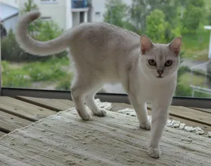 Adult Burmilla Cat Lounging On A Wooden Surface Wallpaper