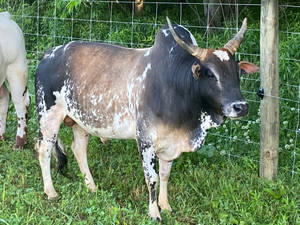 Adult Gezerat Zebu Cattle Wallpaper