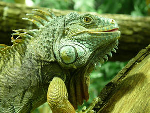 Adult Green Iguana On A Tree Wallpaper