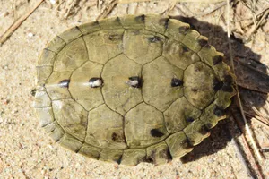 Adult Male False Map Turtle Carapace Wallpaper