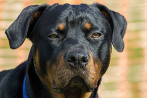 Adult Rottweiler Dog Wallpaper