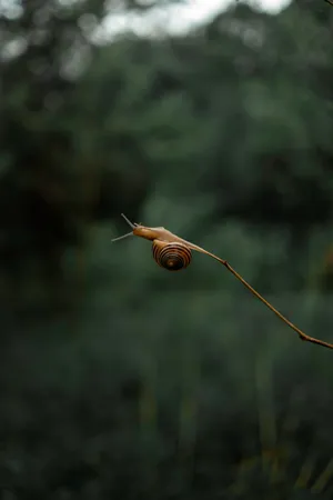 Adventurous Brown Snail Wallpaper