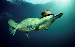 Adventurous Platypuswith Hat Underwater.jpg Wallpaper