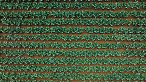 Aerial Cabbage Wallpaper