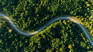 Aerial Forest Road Curve Green Canopy Wallpaper