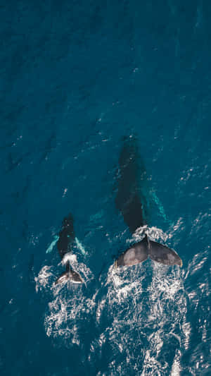 Aerial View Minke Whales Swimming Wallpaper