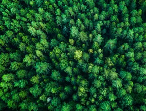 Aerial View Of Dense Forest Wallpaper