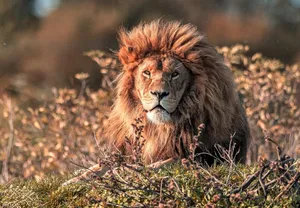 Aerial View Of Elephants Roaming In Their Natural Habitat Wallpaper