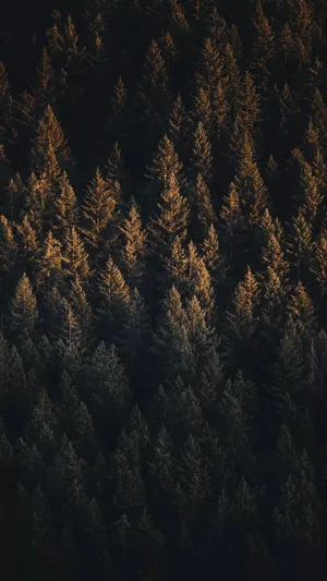 Aerial View Of Green Pine Forest Iphone Wallpaper