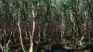 Aerial View Of Vibrant Forest Conserved For Future Generations Wallpaper