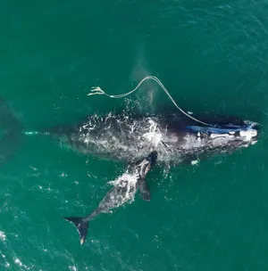 Aerial Viewof Entangled Right Whale Wallpaper