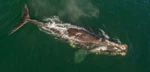 Aerial Viewof Right Whale Swimming Wallpaper