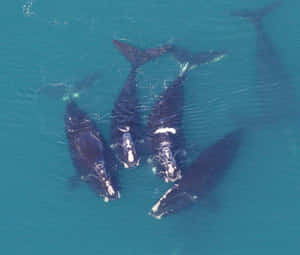 Aerial Viewof Right Whales Swimming Wallpaper