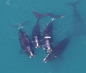 Aerial Viewof Right Whales Swimming Wallpaper