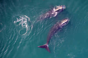 Aerial Viewof Right Whales Swimming Wallpaper